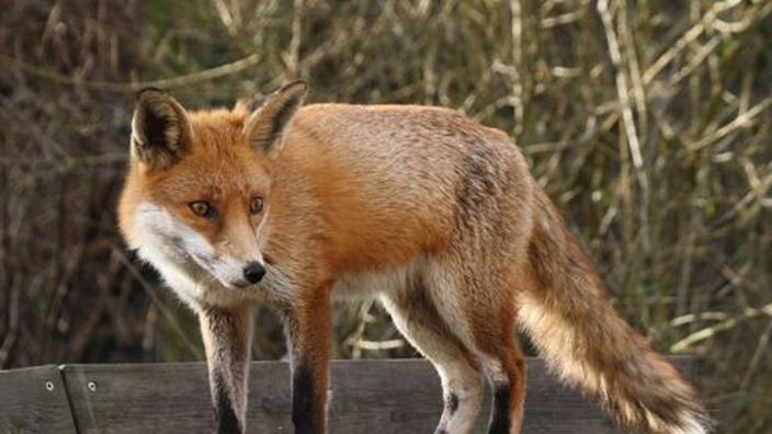 découvrez les magnifiques renards argentés en or, un symbole d'élégance et de mystère. apprenez-en plus sur ces créatures fascinantes, leur habitat et leur comportement unique.