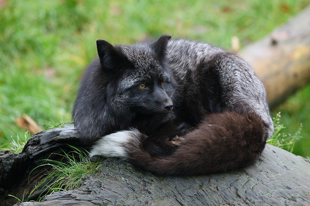 discover the fascinating silver foxes, these mysterious and elegant creatures with vibrant coats. explore their habitat, behavior and role in the ecosystem.