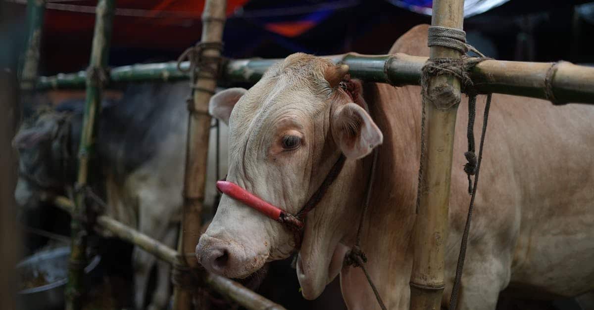 discover the importance of food obligations and their impact on our society. learn about the rights and duties related to food, as well as solutions for responsible and equitable nutrition.