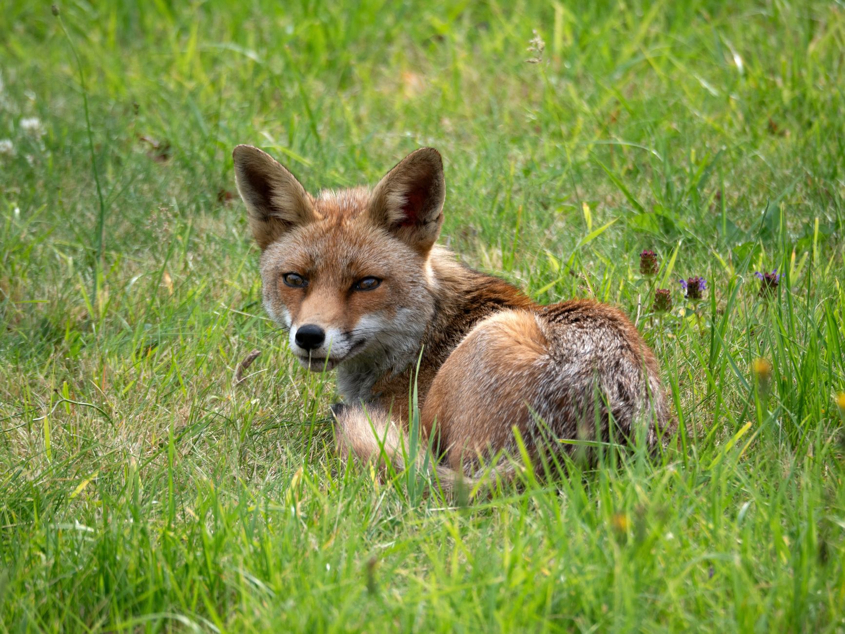 découvrez les fascinants renards argentés, ces créatures mystérieuses et élégantes aux pelages éclatants. explorez leur habitat, leur comportement et leur rôle dans l'écosystème.